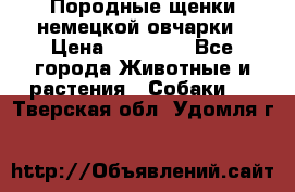 Породные щенки немецкой овчарки › Цена ­ 24 000 - Все города Животные и растения » Собаки   . Тверская обл.,Удомля г.